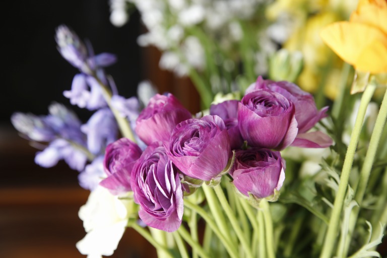 ラナンキュラス　'ルベール' 　赤紫