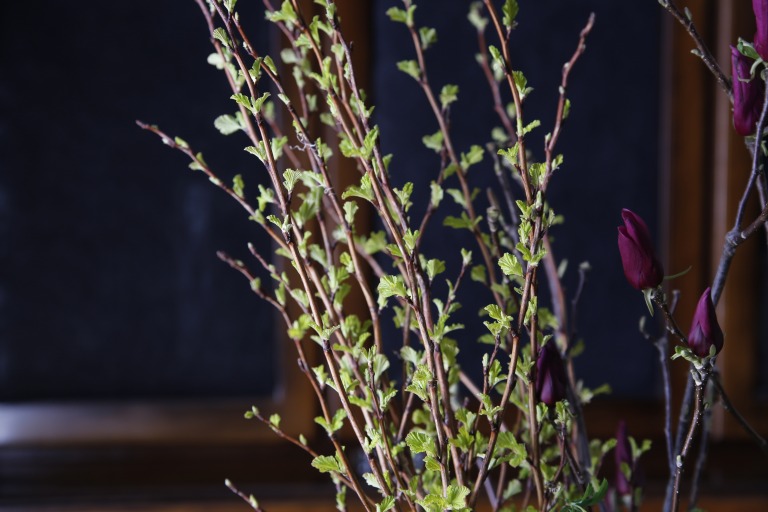 アメリカテマリシモツケ　'ルテウス'　/ 金葉小手毬 / 黄金葉