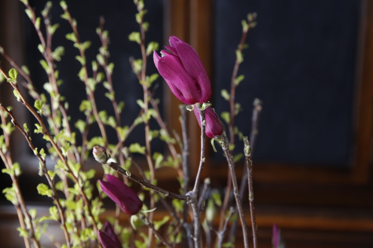 シモクレン / カラスモクレン　紫色