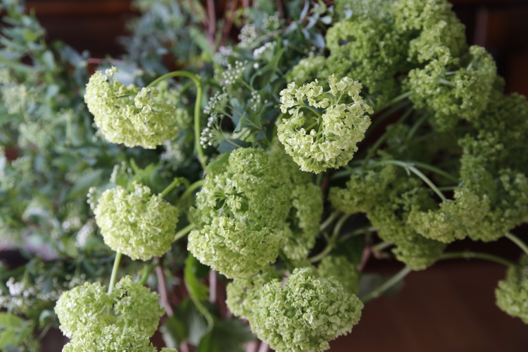 ビバーナム・スノーボール / セイヨウテマリカンボク　ライムグリーン