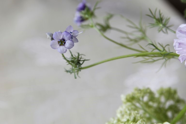 ギリア・トリコロール　紫色　その花の形から鳥の目という英語名があります。