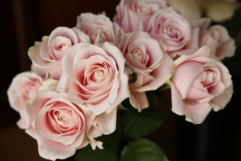 バラ　'スィートアヴァランシェ+'　うすピンク