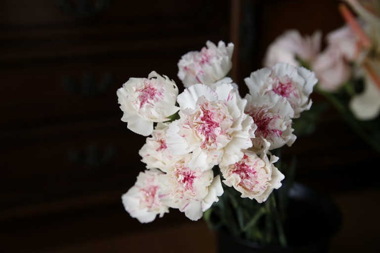 カーネーション/ダイアンサス　'ユカリチェリー'  白地中央ピンクの複色