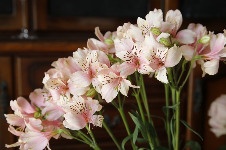 アルストロメリア　'ミルクティ'