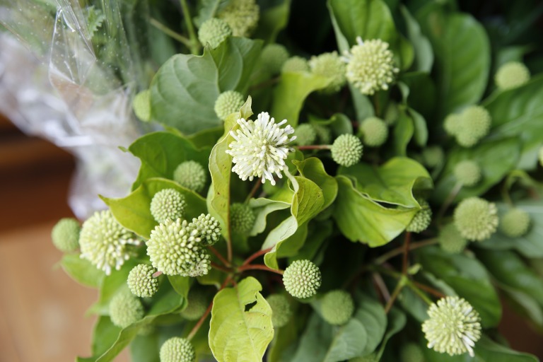 セファランサス　白いボール状の花、蕾はグリーンの小さな球