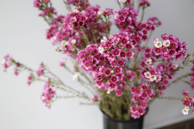 ワックスフラワー　'ニーナ' 　蕾と咲き始めはピンク　開花後は白