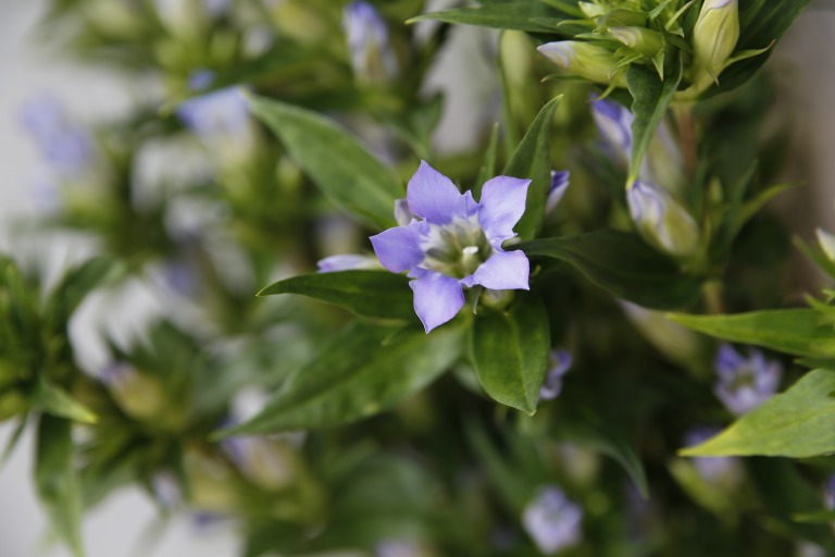 リンドウ　'蒼秋の風 ソウシュウのカゼ'　薄紫色