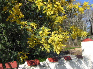 ミモザアカシア　鮮やかな黄色の花