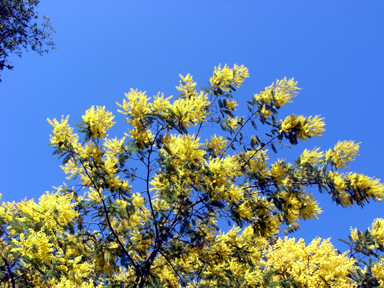 ミモザアカシア　黄色い花が青空に映える