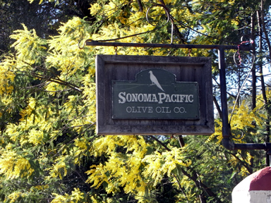 カリフォルニア　ナパのオリーブオイル会社の入り口付近にあるフサアカシアの樹　ミモザは温暖な気候を好みます。