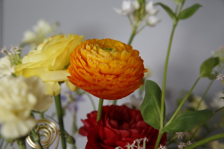 ラナンキュラス　’エレガンスオレンジ’　1週間後の姿