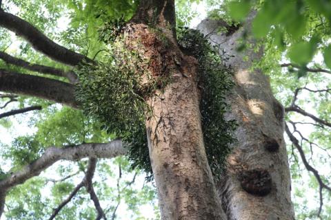 神社の御神木に付くヤドリギ