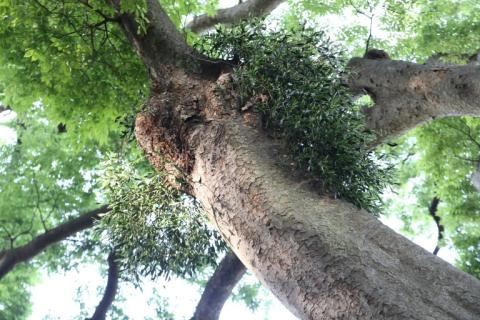 神社の御神木に付くヤドリギ　別角度