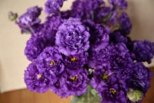 トルコキキョウ　'フリンジブルー' 八重咲　紫