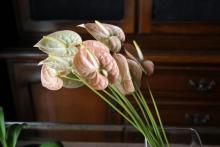 アンスリューム　'テラ'