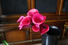 カラー　'トーキョー'