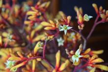 アニゴザントス/カンガルーポー　'ゴールドフィーバー'