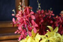 モカラオーキット　'ルビー'