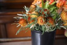 バンクシア/ドライアンドラ　フォルモーサ