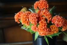 クルメケイトウ　'オレンジクィーン'