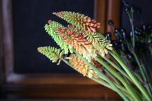 トリトマ / ニフォフィア