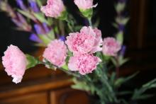 カーネーション　'クリアウォーター'