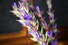 ササリンドウ　青紫色