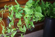 リキュウソウ / 利休草 / ステモナ