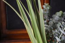 フォルミウム / ニューサイラン