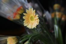 ガーベラ　'プチキャヴァリエ'