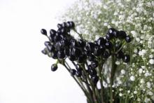 唐辛子　コニカルブラック