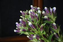 リンドウ　'初冠雪２'