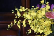 オンシジューム　'イエローエンジェル'