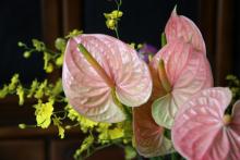 アンスリューム　'ヌンツィア'