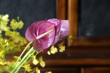 アンスリューム　'カレオ'　赤紫色