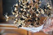 ダルマヒオウギの黒い実