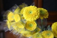 ガーベラ　'レイアー' レモンイエロー　ポンポン咲き