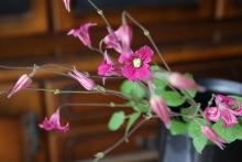 クレマチス　'キーウ' 　赤紫　ベルテッセン