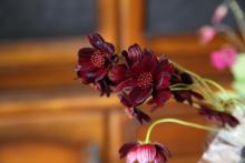 チョコレートコスモス