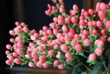 ヒペリカム　サーモンピンク