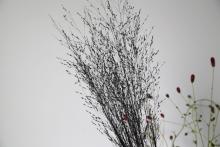 パニカム　ヴァーガタム