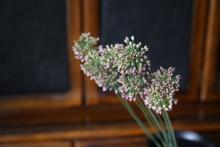 アリウム　'オータムビオレ' 薄紫