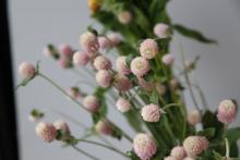 センニチコウ　薄いピンク