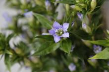 リンドウ　'蒼秋の風 ソウシュウのカゼ'　薄紫色